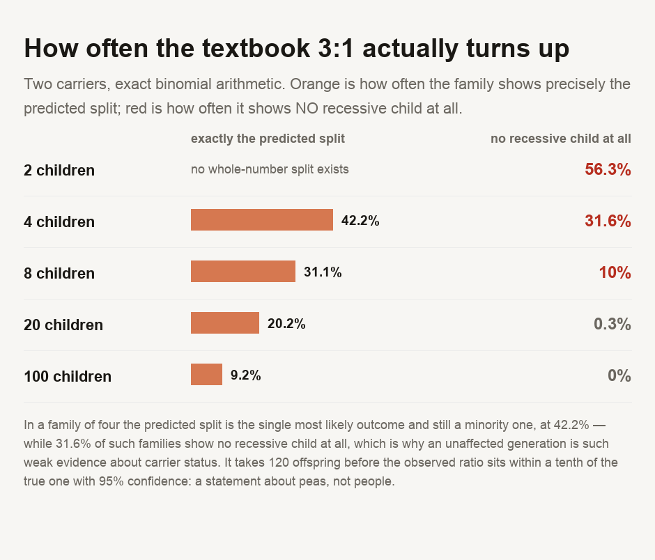 A chart of what a 3 to 1 Punnett ratio produces in real family sizes, computed by exact binomial arithmetic. In a family of four children, the exact 3 to 1 split appears only 42.2 per cent of the time, and 31.6 per cent of four-child families have no recessive child at all. In a family of two, 56.3 per cent have no recessive child. At eight children the exact ratio appears 31.1 per cent of the time and 10 per cent still have no recessive child. At twenty children the observed share lands within a tenth of three-quarters 56.1 per cent of the time. At a hundred children that rises to 91.8 per cent. It takes 120 children before the observed ratio falls within a tenth of 3 to 1 with 95 per cent confidence.