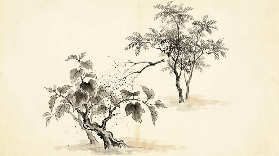 The mulberry struck with a switch while the locust tree behind stands untouched.