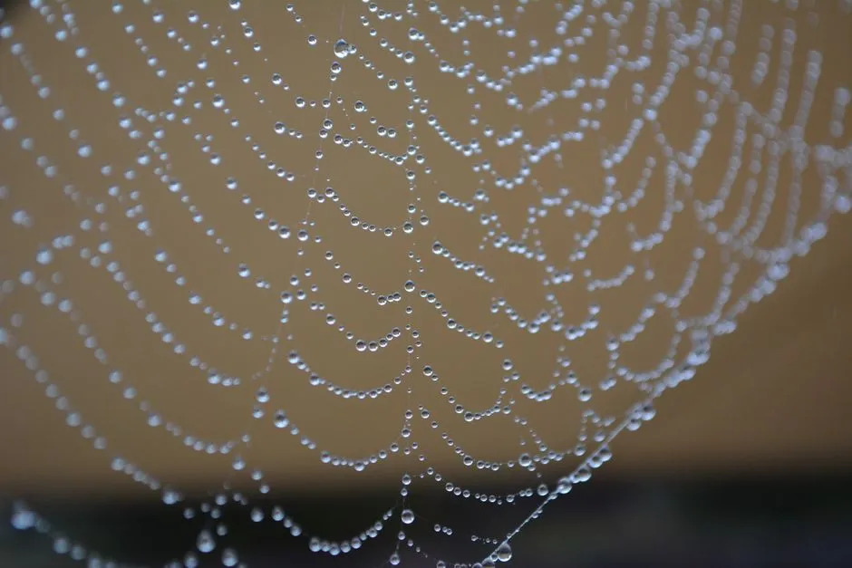 A spider web strung with dew drops — a self-hosted crawler for the open web
