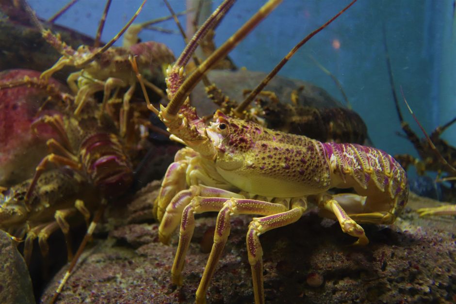 Lobsters in an aquarium tank — OpenClaw in a Docker box, the tank for the lobster