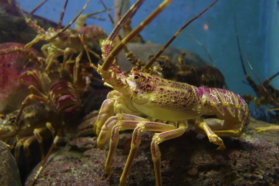 Lobsters in an aquarium tank — OpenClaw in a Docker box, the tank for the lobster