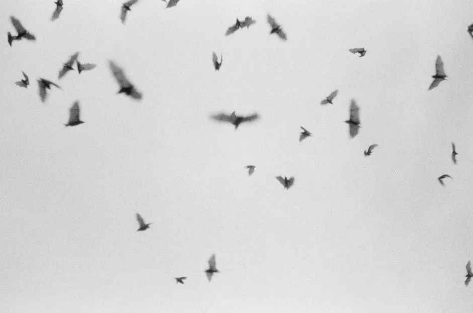 A group of bats in flight against a pale sky