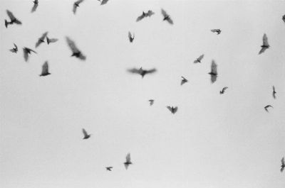 A striking monochrome image of bats flying against a grayscale sky in Bali, Indonesia.