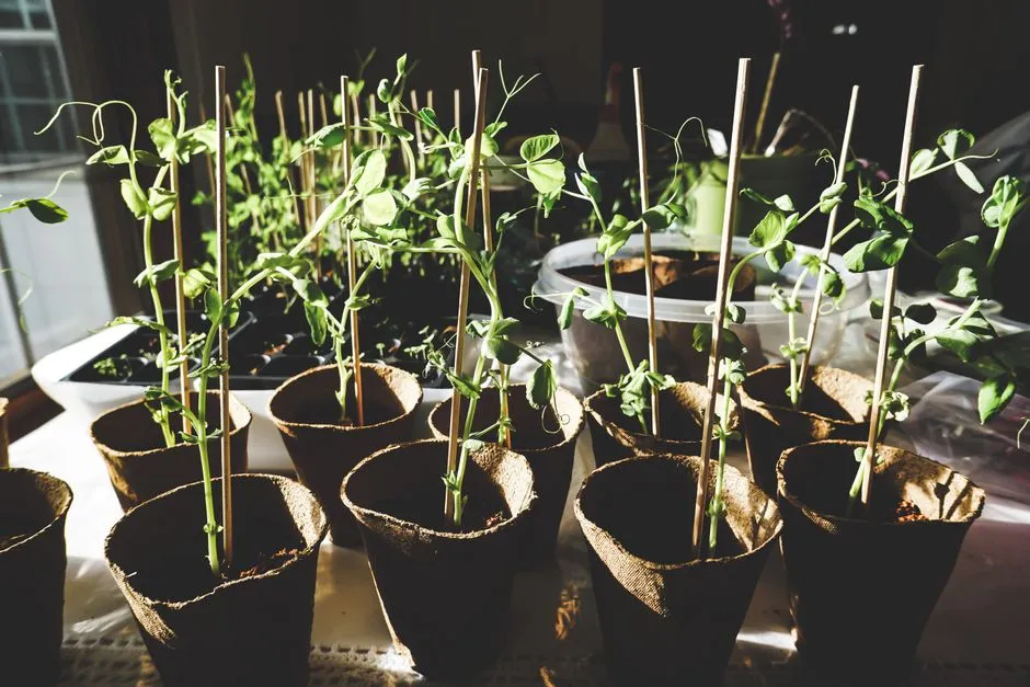 Rows of young seedlings in small peat pots on a sunlit sill, lit from behind.