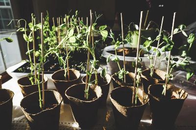 Sunlit pea plants growing indoors in organic pots, showcasing vibrant green foliage.