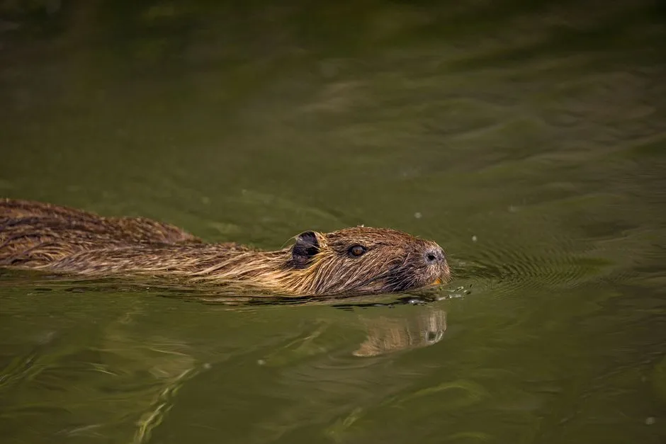 A coypu swimming low in the water, the rodent whose tapering tail the fossil's resembles