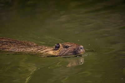 Captivating close-up of a nutria swimming gracefully in a serene water setting.