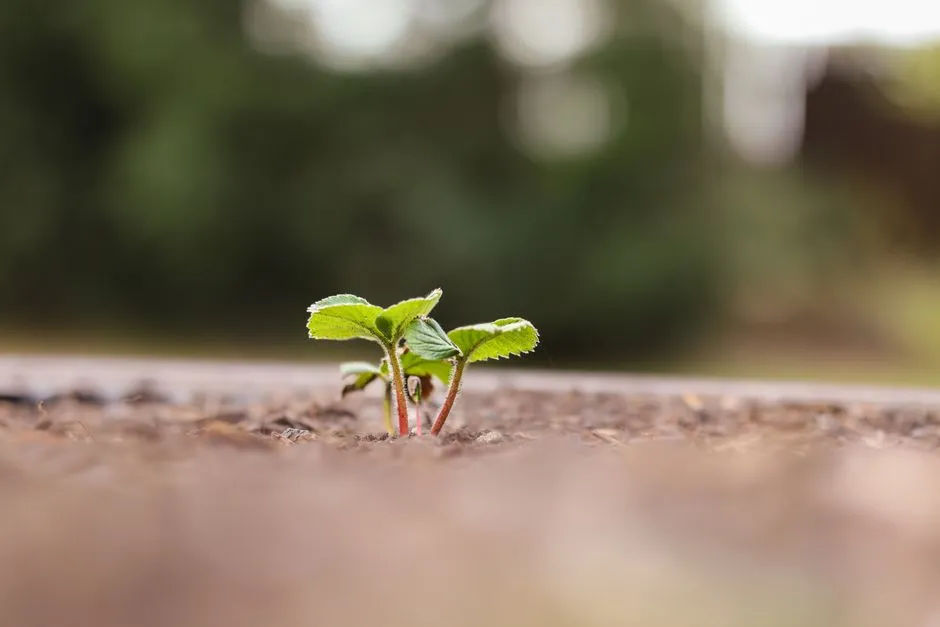 A young seedling with a few leaves growing from bare soil, against a blurred green background