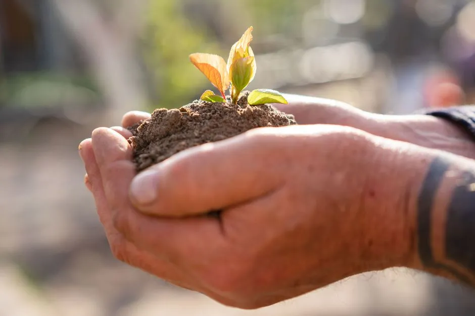 Two cupped hands holding a clump of soil with a small newly sprouted seedling growing from it.