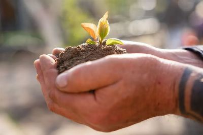 Close-up of hands nurturing a small seedling with fresh soil, symbolizing growth and care.