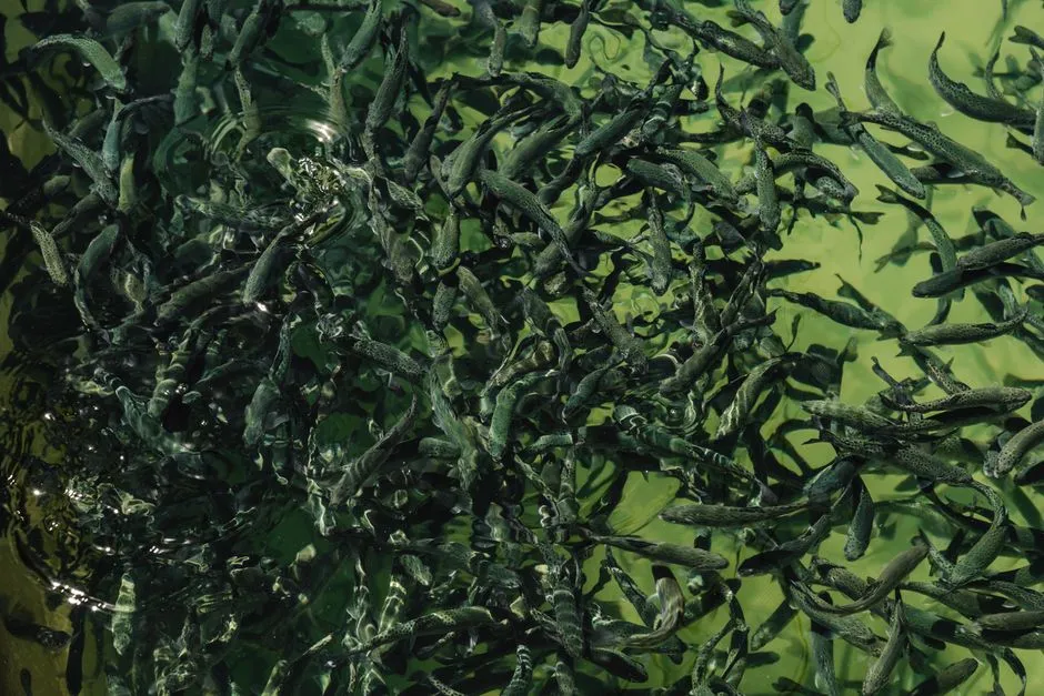 An abundant, vibrant fish farm pond teeming with trout, showcasing aquatic aquaculture.