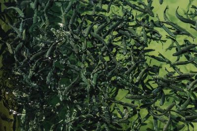 An abundant, vibrant fish farm pond teeming with trout, showcasing aquatic aquaculture.
