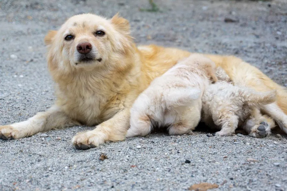 A golden dog lying on gravel while her puppies feed