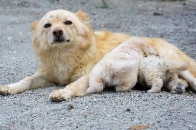 A mother dog relaxes on a gravel surface with her playful puppies.