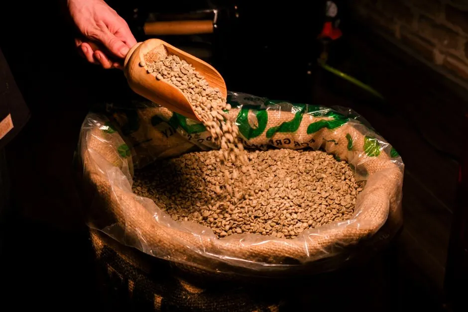 A wooden scoop pouring green coffee beans back into a large open sack