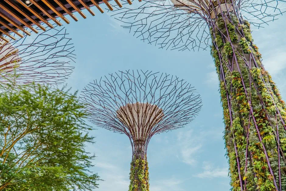 View of Supertree Grove at Gardens by the Bay, an iconic feature of Singapore's skyline.