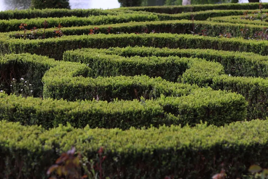 A clipped hedge maze photographed from above, illustrating a report on a data broker penalised for an obstructive opt-out process.