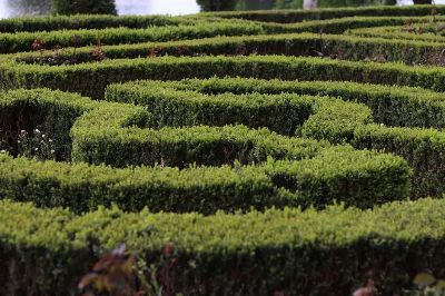 Intricate hedge maze in vibrant green with a serene garden backdrop.