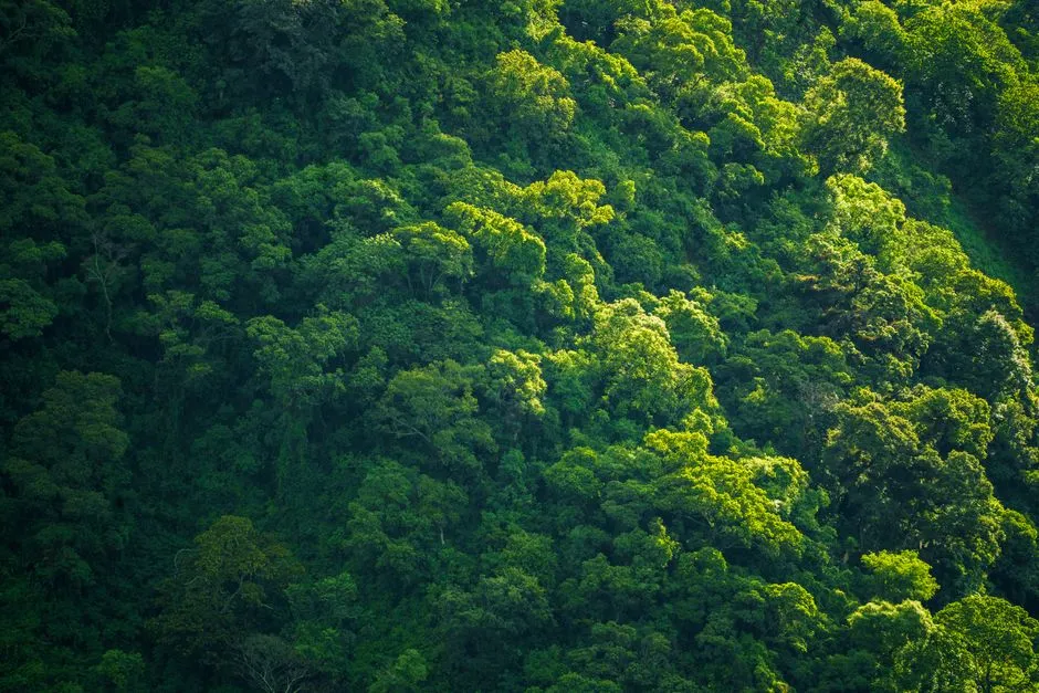 An aerial view of dense green rainforest canopy covering a hillside.
