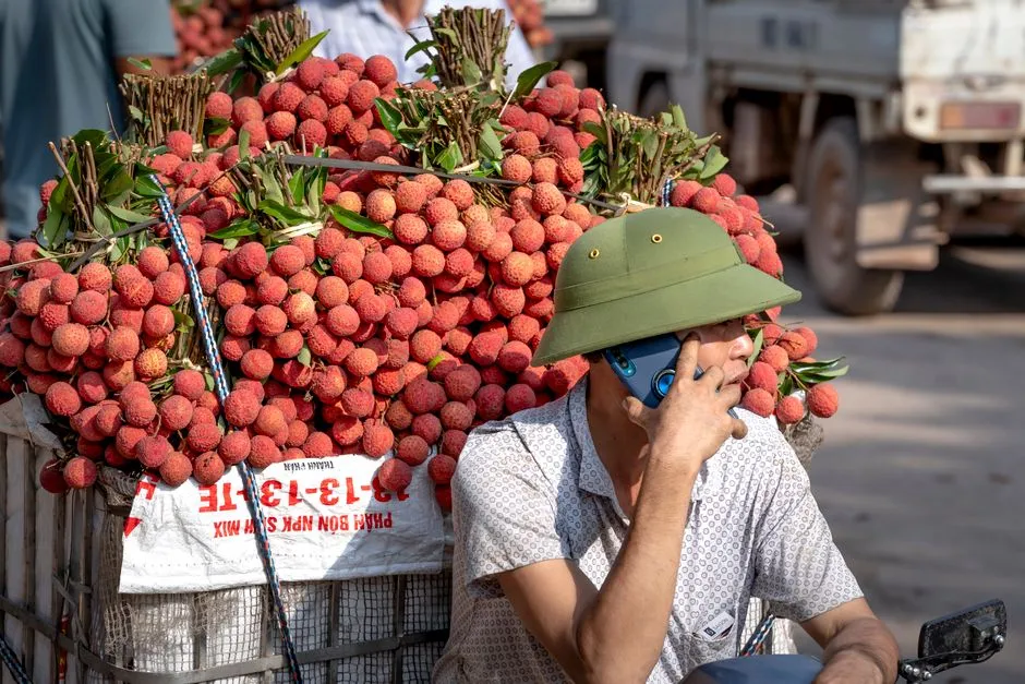 A vendor in a conical hat speaking on a mobile phone beside a truck piled high with lychees.