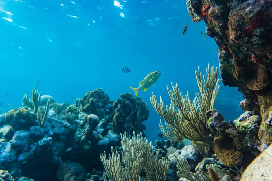 Bleached Corals Recovered in Seven Weeks After Touching a Healthy Twin