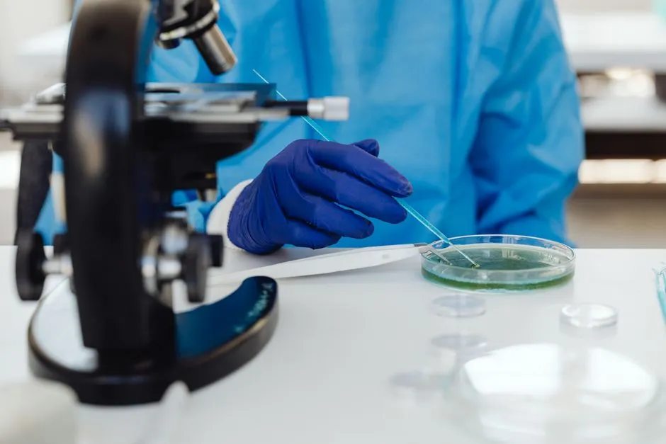 A gloved hand drawing liquid from a Petri dish with a fine pipette beside a laboratory microscope