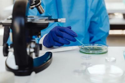Scientist in laboratory examining samples using a microscope and Petri dish, wearing protective gloves.