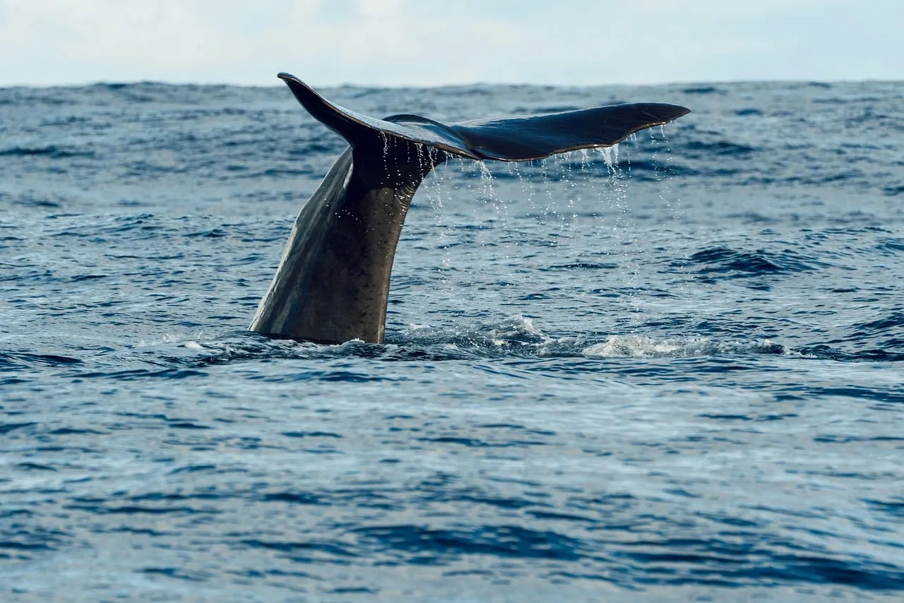 A whale's tail rising above the surface of the sea