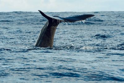 whale, sea, ocean, fin, tail