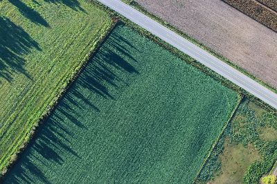 agriculture, cropland, aerial view, green, greenery