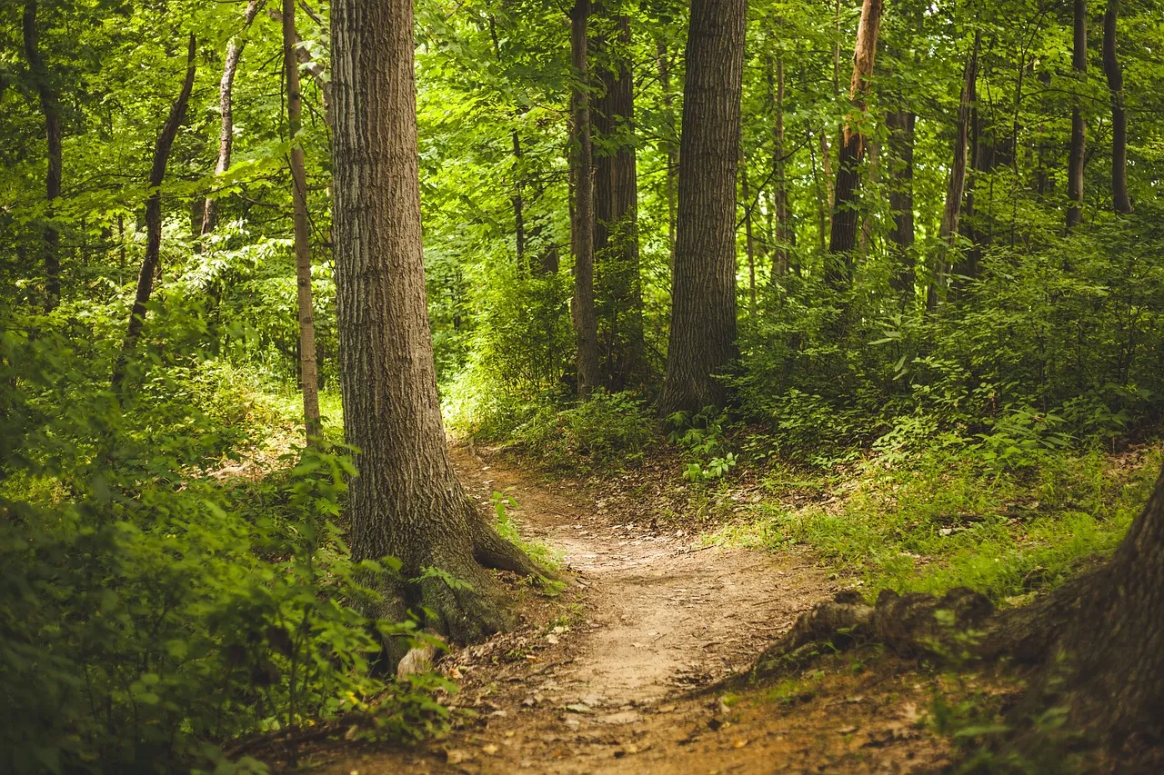 A narrow footpath winding through dense green forest