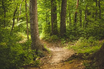 forest, trees, woods, nature, outdoors