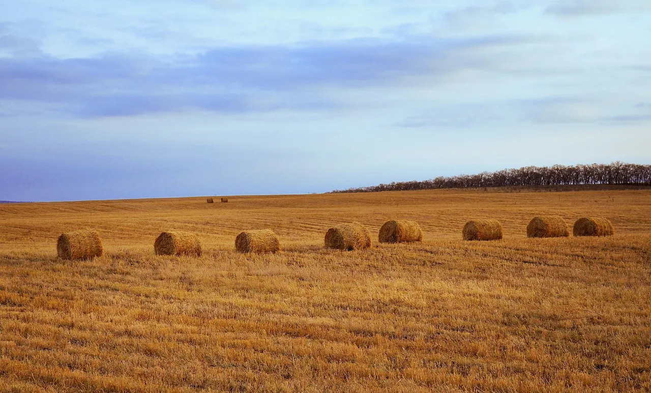 A wide harvested field with a scattering of hay bales running to the horizon — illustrating a small confirmed-exploitation set inside a very large body of disclosures.