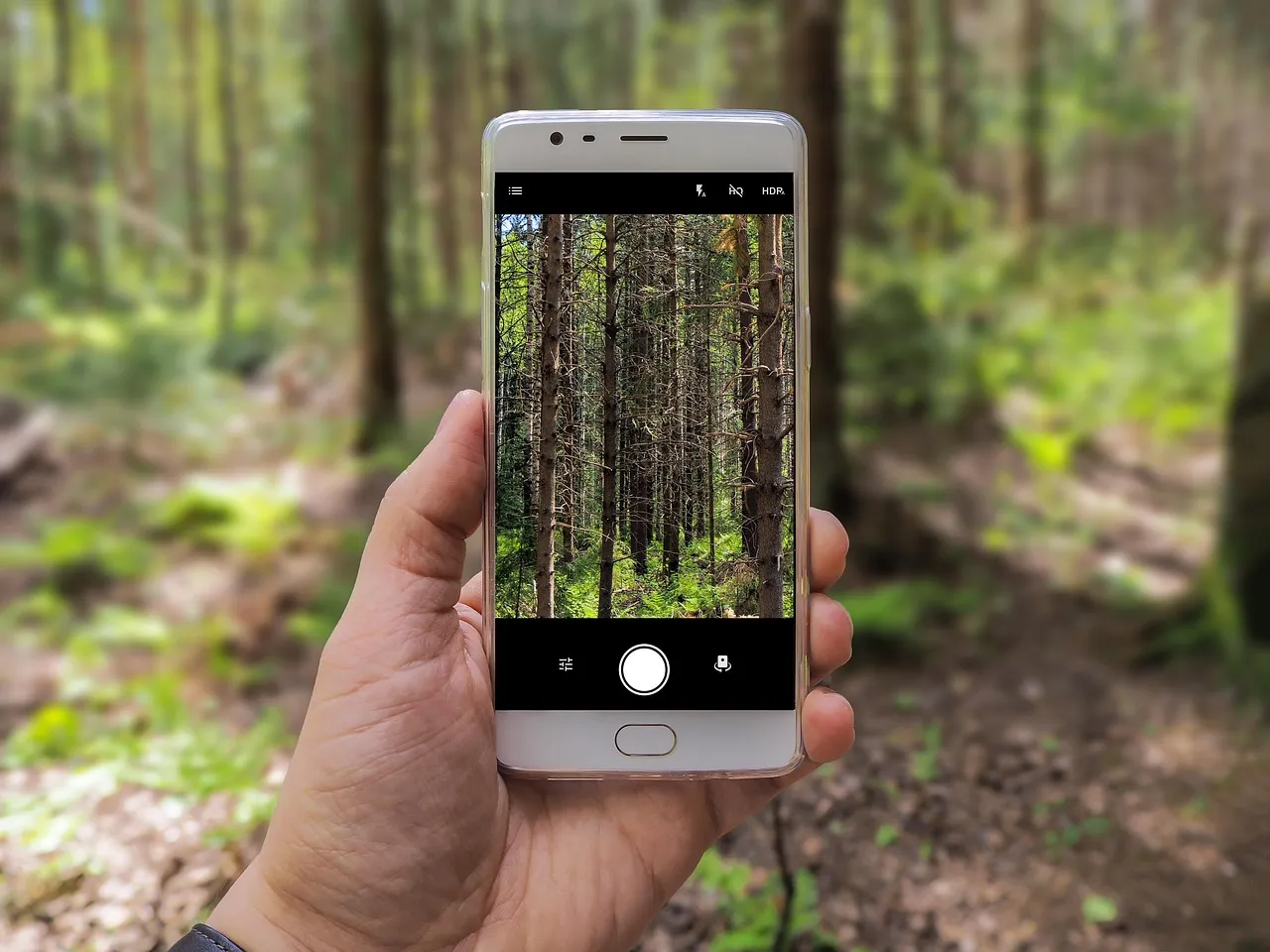 A hand holds up a phone whose screen shows the forest behind it