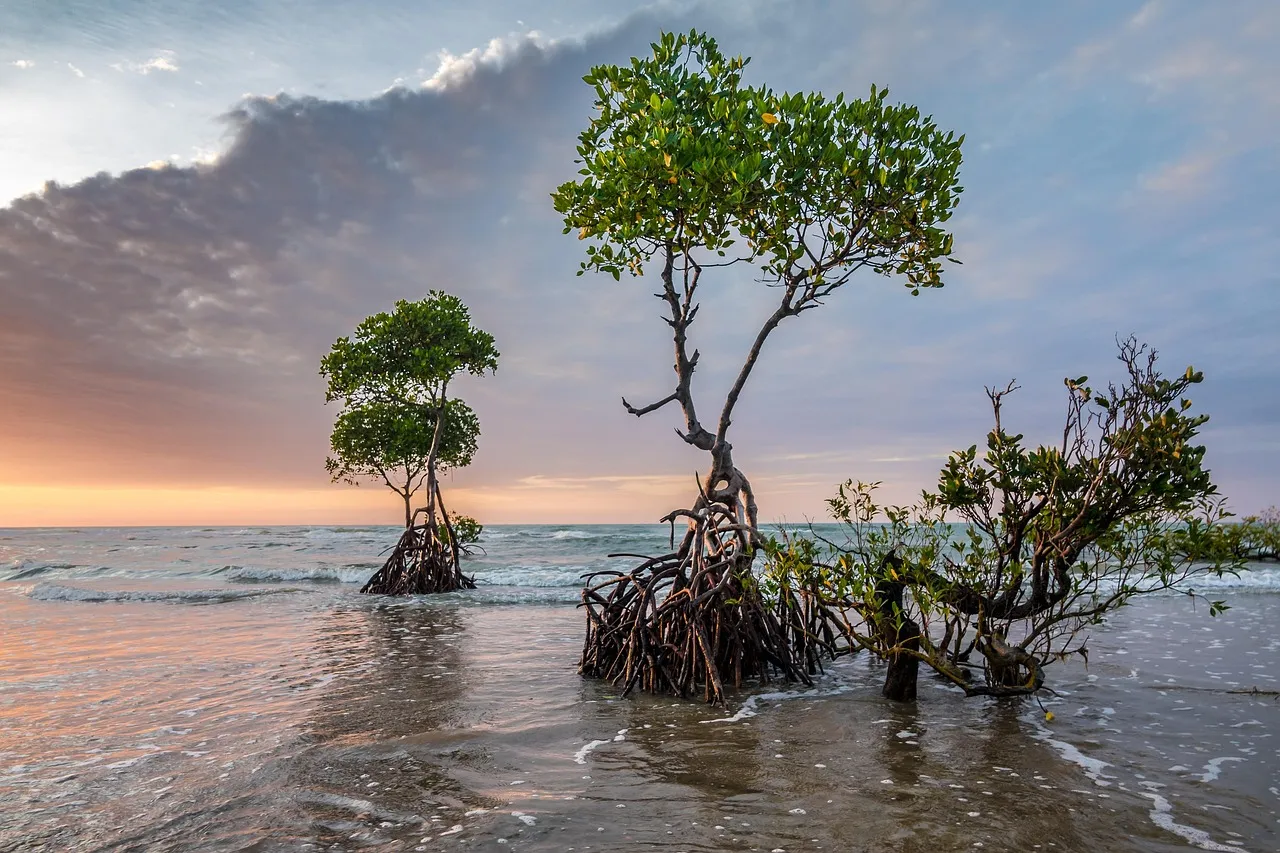 Waves, Not Just Tides, Decide Where Mangroves Can Take Root on Open Coasts