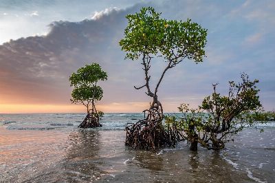 sunset, beach, tropical, mangrove tree, beach sunset