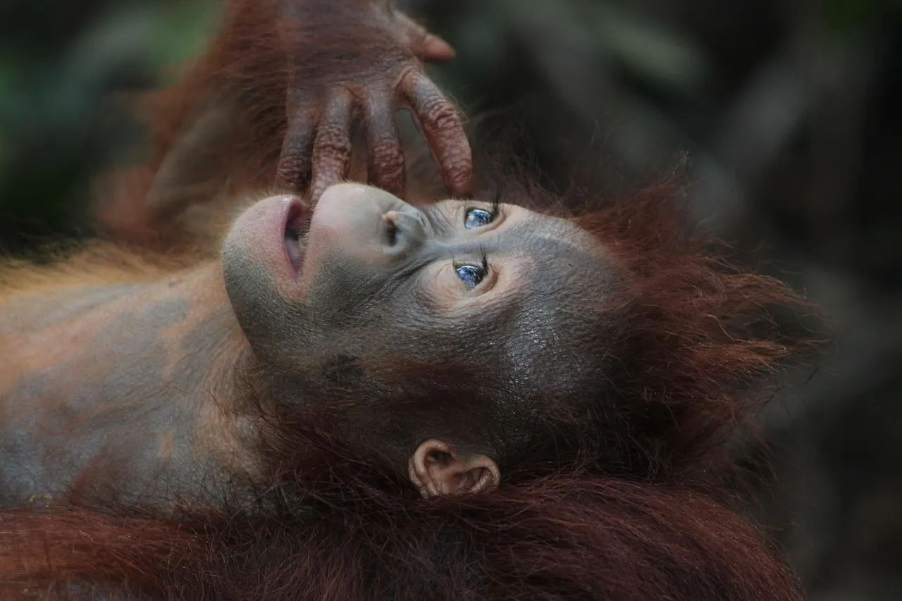 A juvenile orangutan lying back among forest foliage