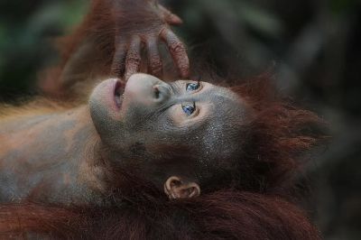 wildlife, mammal, monkey, primate, ape