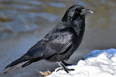 common raven, crow, snow, cold, raven bird