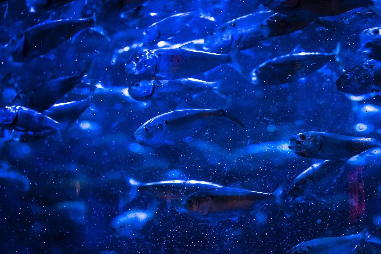 A dense school of small silver fish turning together in dark blue water