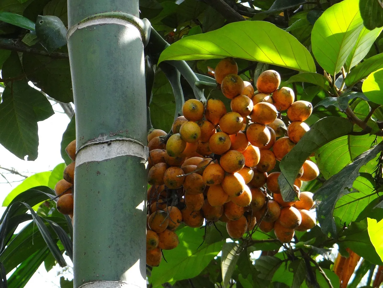 Clusters of ripening orange areca nuts hanging from a betel palm trunk
