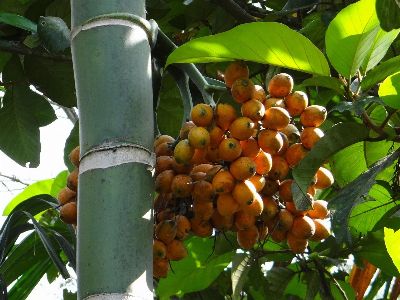 areca catechu, areca palm, areca nut palm, betel palm, fruits
