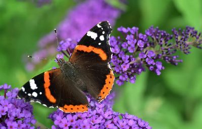 butterfly, admiral, vanessa atalanta, pyrameis atalanta, edelfalter
