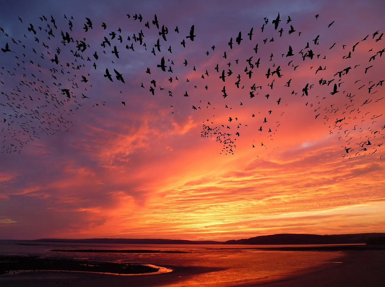 A large flock of birds spread across an orange and purple sunset sky above an estuary
