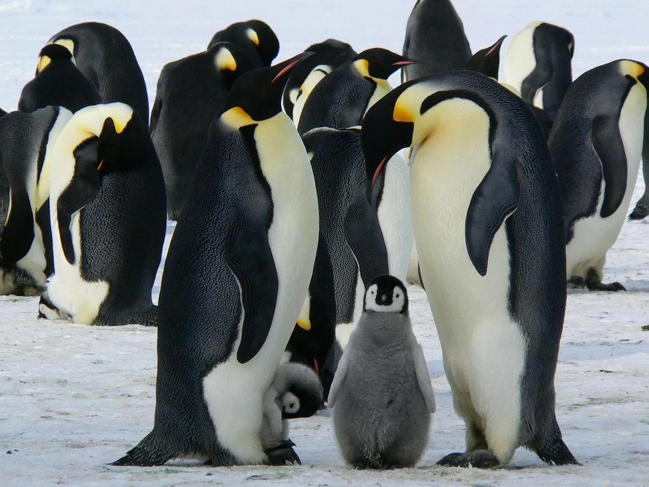 A group of emperor penguins standing together on ice with a chick among them