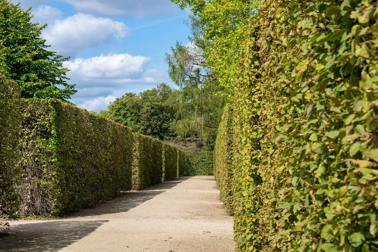 A gravel path running between tall clipped hedges in a garden maze, with further turnings visible ahead