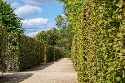 hedge, labyrinth, maze, green