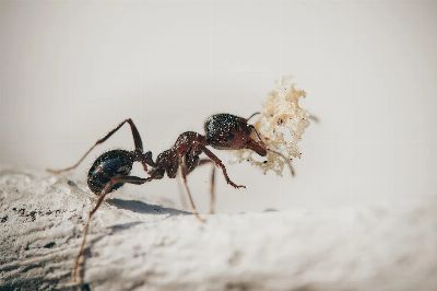 ants, macro, insects, nature, plants