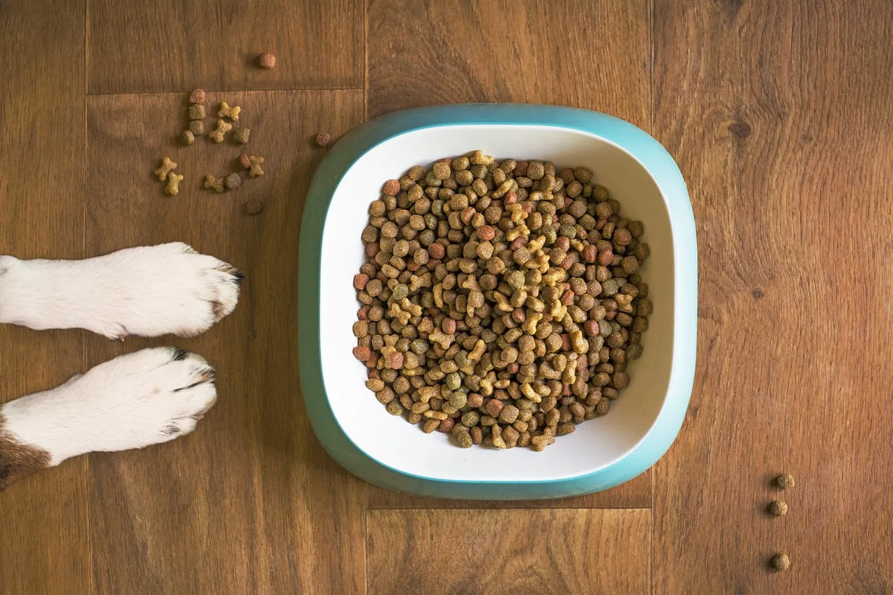 A white and teal bowl filled with dry dog kibble on a wooden floor, with a dog's front paws waiting at the edge of the frame and a few stray pieces scattered nearby.