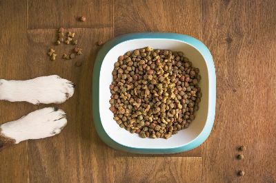 dog food, dog bowl, dog kibble, dry dog food, paws